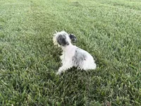 So Tiny Precious, a female Miniature Schnauzer for sale in Adrian, MO – 4 of 5