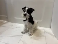 Dash, a female Miniature Schnauzer for sale in Adrian, MO – 4 of 8