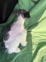 Jaxon, a male Miniature Schnauzer for sale in Adrian, MO – Photo 4 of 6