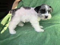 Jaxon, a male Miniature Schnauzer for sale in Adrian, MO – Photo 5 of 6