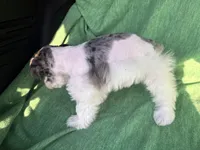 Jaxon, a male Miniature Schnauzer for sale in Adrian, MO – Photo 2 of 6