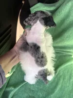 Jaxon, a male Miniature Schnauzer for sale in Adrian, MO – Photo 3 of 6