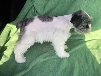 Jaxon, a male Miniature Schnauzer for sale in Adrian, MO – Photo 6 of 6