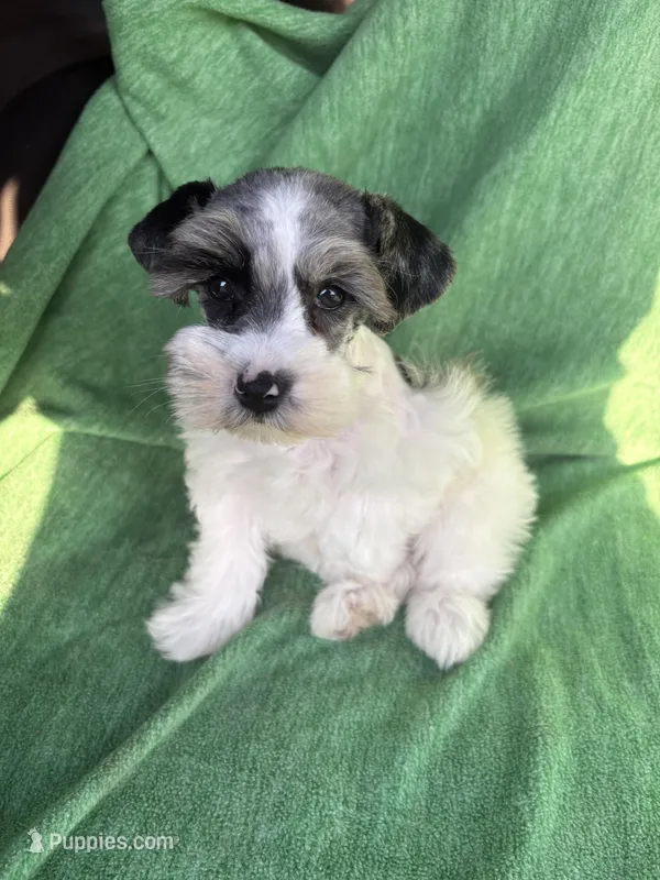 Jaxon – Miniature Schnauzer puppy for sale in Adrian, MO