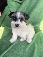 Jaxon, a male Miniature Schnauzer for sale in Adrian, MO – Photo 1 of 6