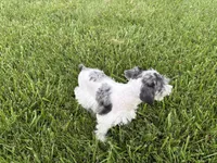 Dottie, a female Miniature Schnauzer for sale in Adrian, MO – 3 of 5