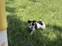 Daisy, a female Miniature Schnauzer for sale in Adrian, MO – 8 of 9