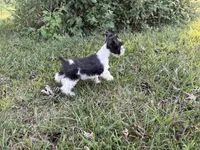 Pringle, a male Miniature Schnauzer for sale in Adrian, MO – 2 of 5