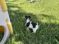 Daisy, a female Miniature Schnauzer for sale in Adrian, MO – 9 of 9