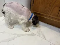 Tickles Blue, a female Miniature Schnauzer for sale in Adrian, MO – 5 of 8