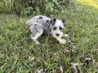 Prince, a male Miniature Schnauzer for sale in Adrian, MO – 3 of 4