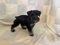 Khloe, a female Miniature Schnauzer for sale in Adrian, MO – 4 of 4
