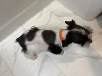 Truffles Orange, a female Miniature Schnauzer for sale in Adrian, MO – 5 of 7