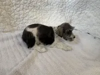 Wonder, a female Miniature Schnauzer for sale in Adrian, MO – Photo 5 of 7