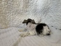 Wonder, a female Miniature Schnauzer for sale in Adrian, MO – Photo 7 of 7