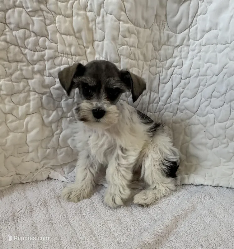 Wonder – Miniature Schnauzer puppy for sale in Adrian, MO