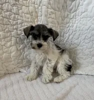 Wonder, a female Miniature Schnauzer for sale in Adrian, MO – Photo 1 of 7