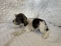 Wonder, a female Miniature Schnauzer for sale in Adrian, MO – Photo 6 of 7