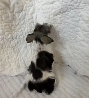 Wonder, a female Miniature Schnauzer for sale in Adrian, MO – Photo 2 of 7