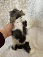 Wonder, a female Miniature Schnauzer for sale in Adrian, MO – Photo 4 of 7