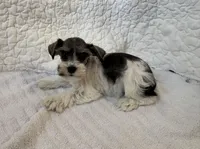 Wonder, a female Miniature Schnauzer for sale in Adrian, MO – Photo 3 of 7