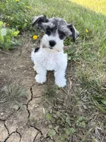 Wonder, a female Miniature Schnauzer for sale in Adrian, MO – 2 of 4