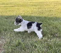 Wonder, a female Miniature Schnauzer for sale in Adrian, MO – 3 of 4