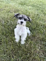 Wonder, a female Miniature Schnauzer for sale in Adrian, MO – 4 of 4