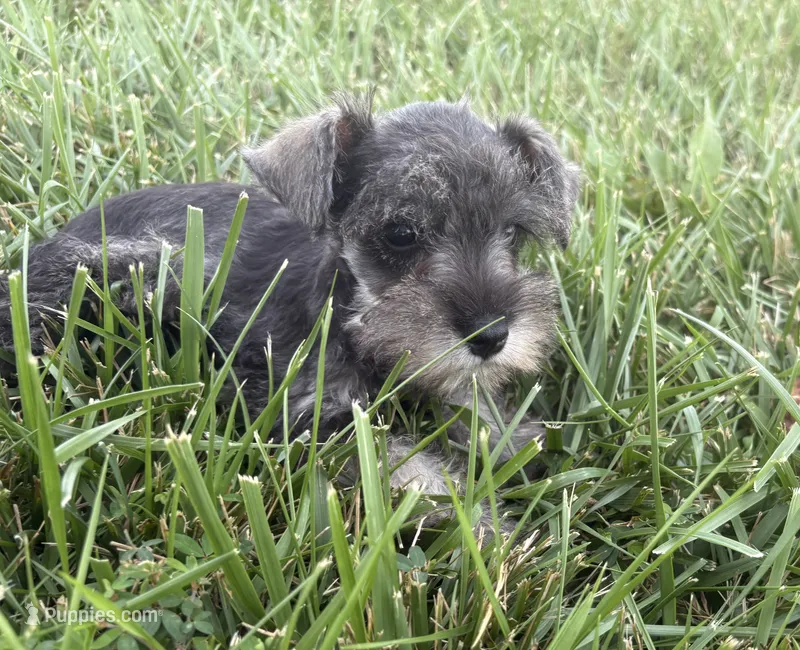 Isaiah – Miniature Schnauzer puppy for sale in Adrian, MO