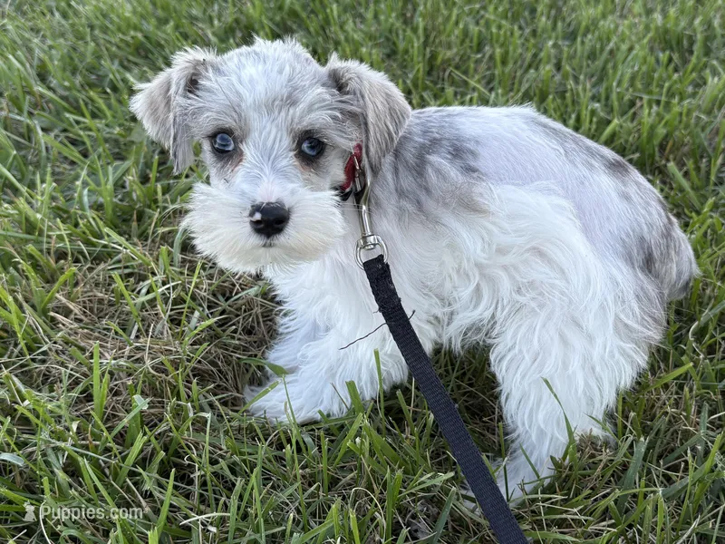 Wynn Blue Eyes – Miniature Schnauzer puppy for sale in Adrian, MO