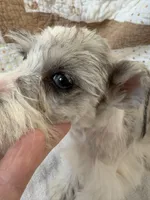 Wynn Blue Eyes, a male Miniature Schnauzer for sale in Adrian, MO – Photo 3 of 9