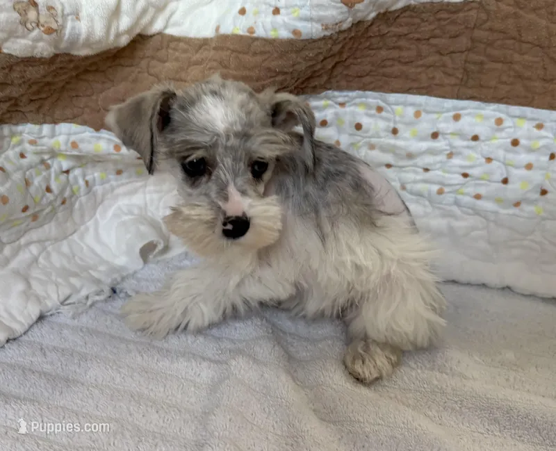 Wynn Blue Eyes – Miniature Schnauzer puppy for sale in Adrian, MO