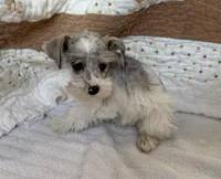 Wynn Blue Eyes, a male Miniature Schnauzer for sale in Adrian, MO – Photo 1 of 9