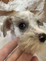 Wynn Blue Eyes, a male Miniature Schnauzer for sale in Adrian, MO – Photo 4 of 9