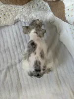 Wynn Blue Eyes, a male Miniature Schnauzer for sale in Adrian, MO – Photo 6 of 9