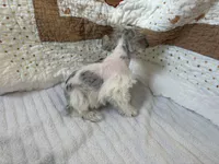 Wynn Blue Eyes, a male Miniature Schnauzer for sale in Adrian, MO – Photo 8 of 9