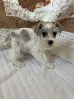 Wynn Blue Eyes, a male Miniature Schnauzer for sale in Adrian, MO – Photo 7 of 9