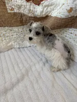 Wynn Blue Eyes, a male Miniature Schnauzer for sale in Adrian, MO – Photo 9 of 9