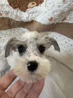 Wynn Blue Eyes, a male Miniature Schnauzer for sale in Adrian, MO – Photo 5 of 9