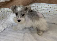 Wynn Blue Eyes, a male Miniature Schnauzer for sale in Adrian, MO – Photo 2 of 9