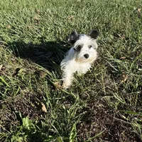 Precious New pics, a female Miniature Schnauzer for sale in Adrian, MO – 7 of 10