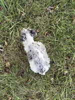 Paisley, a female Miniature Schnauzer for sale in Adrian, MO – 6 of 7