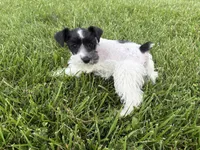 Dixie, a female Miniature Schnauzer for sale in Adrian, MO – 3 of 6