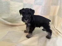 Khloe, a female Miniature Schnauzer for sale in Adrian, MO – 3 of 4