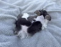Petite Indigo , a male Miniature Schnauzer for sale in Adrian, MO – 4 of 4