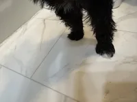 Aspen, a female Miniature Schnauzer for sale in Adrian, MO – 5 of 7