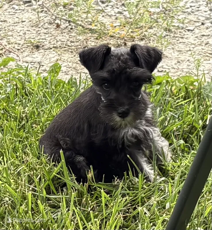 Khloe – Miniature Schnauzer puppy for sale in Adrian, MO