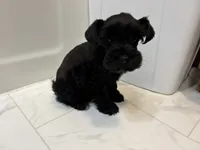 Aspen, a female Miniature Schnauzer for sale in Adrian, MO – 7 of 7