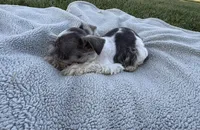 Petite Indigo , a male Miniature Schnauzer for sale in Adrian, MO – 3 of 4