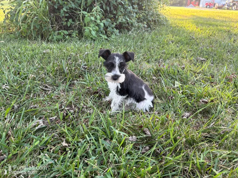 Pringle – Miniature Schnauzer puppy for sale in Adrian, MO
